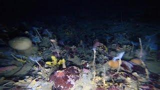 Colorful World Revealed Under Antarcticas Sea Ice