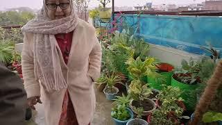 Ammi ka Garden Part 1