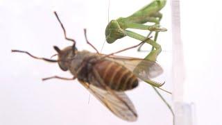 家に侵入してきた虫だけでカマキリを育てる