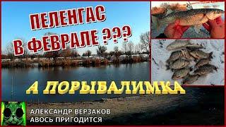 Пеленгас в феврале???