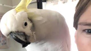 Cockatoo says sweetest hello to mom