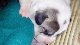 Newly born puppies on the street - The mother gave birth on the street rejected by the boss