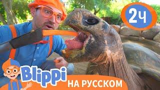 Кормим Черепаху  Изучай этот мир вместе с Блиппи  Blippi Russian