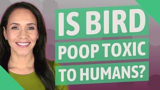 Is bird poop toxic to humans?