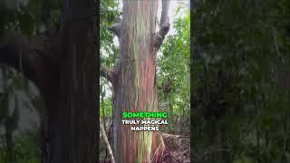 Discover the Marvel of Rainbow Eucalyptus Trees Natures Colorful Masterpieces