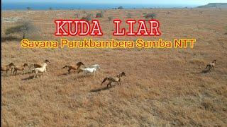 Kuda Liar Padang Savana Purukbambera  Sumba Timur NTT  Drone Footage