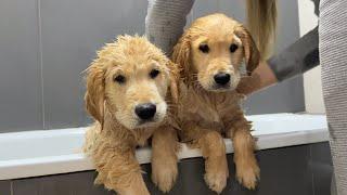 Golden Retriever Puppies Have Their First Bath