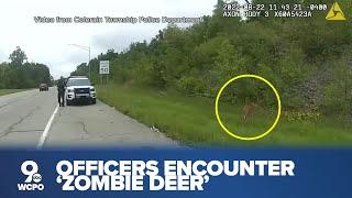 VIDEO Zombie deer spotted in Cincinnati area