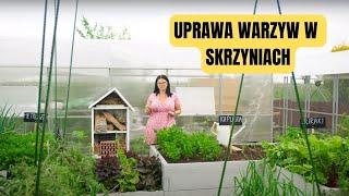 Uprawa warzyw w grządkach podwyższonych