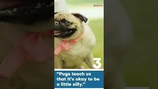 5 Adorable Pug Dog Quotes That Will Melt Your Heart 