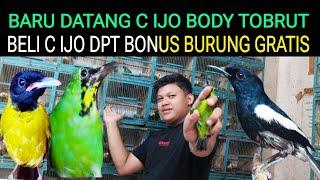 BARU DATANG 200 EKOR CUCAK IJO BODY TOBRUT & SAMYONG DI KIOS SENDIY PASAR BURUNG PRAMUKA HARI INI