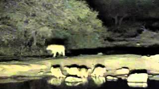 9 Lions at Petes Pond - May 12 2014