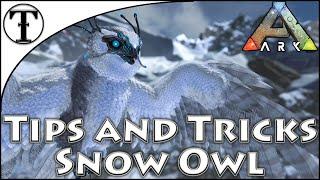 Fast Snow Owl Taming Guide  Ark  Survival Evolved Tips and Tricks