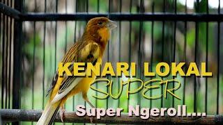 kenari Lokal Super gacor