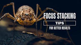 Focus Stacking Tips for Better Results  Macro Photography