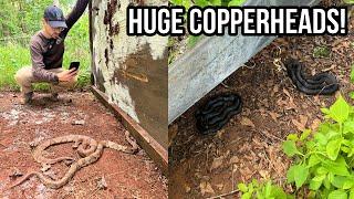 Finding HUGE Copperheads in Metro Atlanta Tin Flipping and Biking For Snakes in Georgia