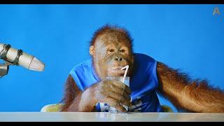 Animalias Orangutan Freddie tries a few snacks ASMR