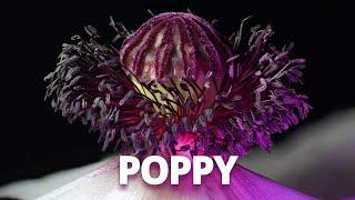 Close-up Flower Photography - Papaver Royal Wedding Oriental Poppy