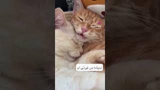 #CatMating.#CatLovers #babycats #kittens #catvideos #catshorts