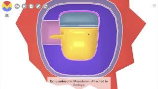 3D Embryo - 14 days old