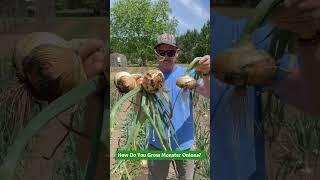 How to Grow Monster Onions 