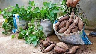 Tips for growing sweet potatoes from tubers for many bulbs and extremely high yield
