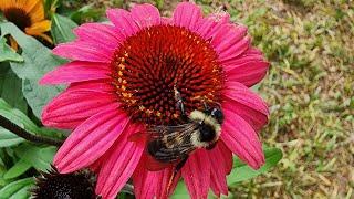 5 of the top pollinator plants in my GA zone 8a garden..and they are gorgeous too part 1