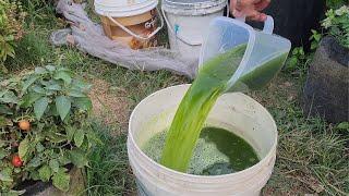 Cucumbers have gone wild and tomatoes have grown like crazy since I gave them this liquid