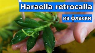 Haraella retrocalla. Высаживаем из фласки. Весь процесс