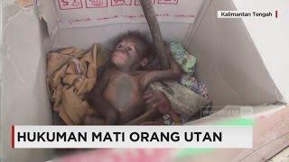 Hukuman Mati Orangutan Nasib Orangutan di Kalimantan