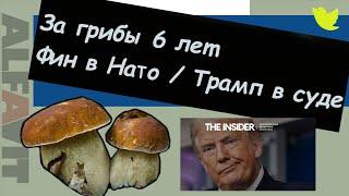 За сбор грибов 6 лет  Финляндия в Нато  Трамп в суде  ALFAVIT