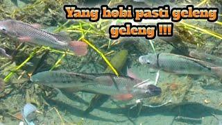 ALAMAAAAK IKANNYA BESAR BESAR BIKIN JARI GATAL SLINGSHOT FISHING  KETAPEL IKAN