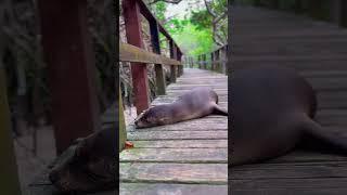 The cute little one #shorts #sealions   #galápagos