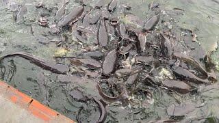 Black catfish eating feed in Kompeng Pagoda