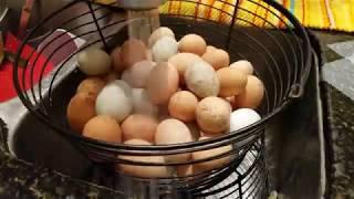 Egg Washing
