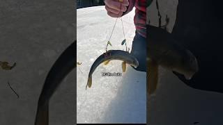 Catching INVASIVE Fish through Ice Holes #fishing #shorts