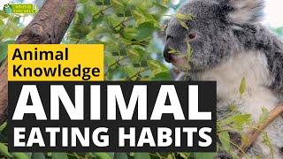 Animal Eating Habits  - Animals for Kids - Educational Video