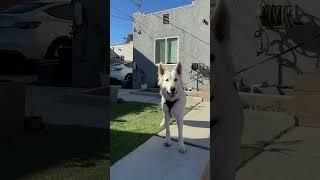 We call him borpy boi. #shorts #whiteswissshepherd #dog #shepherddog