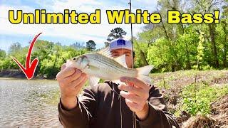 THESE are the FRESHWATER FISH everyone wants to CATCH White Bass Run 2024