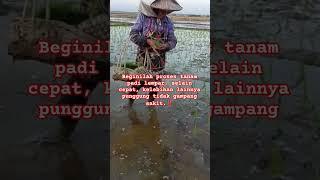 Beginilah proses tanam padi lempar selain cepat kelebihan lainnya punggung tidak gampang sakit.