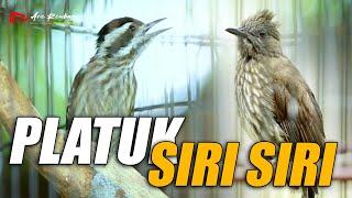 MASTERAN MEWAH PLATUK VS SIRI SIRI