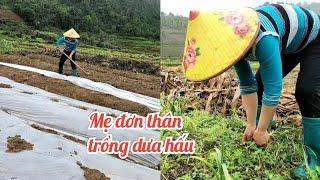 Single mother grows watermelon Mẹ đơn thân trồng dưa hấu  Lý Thìn Ca