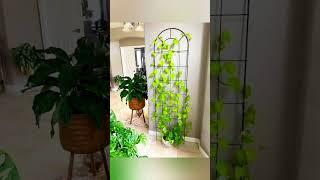 Indoor Money Plant Decor Ideas 2023Best Indoor Plant