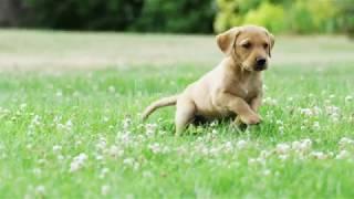 Adventurous and Playful Pups - Trailer