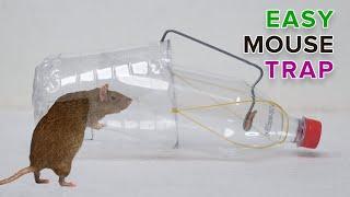 Water Bottle Mouse Trap  BEST MOUSE TRAP  Rat Trap Homemade