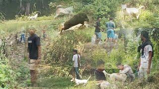 Berburu babi di bukit teratai nagari belimbiang batu sangkar