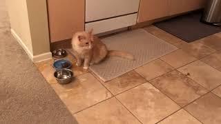 Orange Tabby Cat meowing