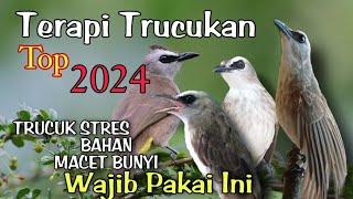 Terapi TRUCUKAN STRES - Terapi Trucuk MACET BUNYI biar cepat gacor dan ropel