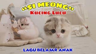 Si Kucing Si Meong  kucing lucu  Lagu anak Si Kucing  Lagu balita tk paud sd