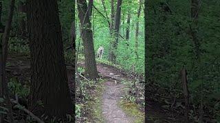 Man and Dog Meet a Wolf While out for a Walk  ViralHog